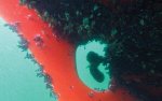 golden-globe-race-barnacles-underwater-credit-christophe-favreau.jpg