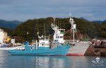 37a0b-editorial-131223-1-1-coastal-whaling-ships-in-taiji-japan-800w.jpg
