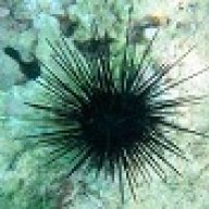 SeaUrchin9