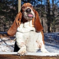 jordanbasset